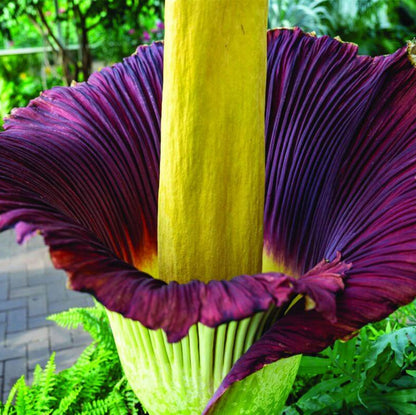 Amorphophallus titanum Seeds 