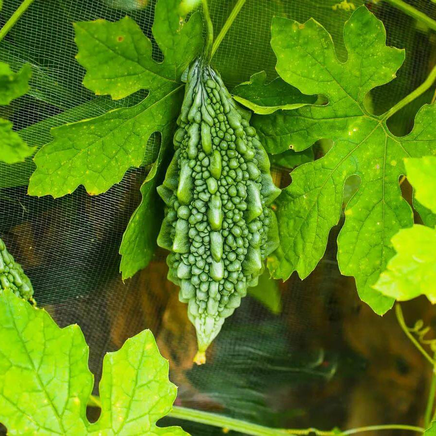 Ampalaya Seeds - Heirloom Vegetable Plant for Home Gardens