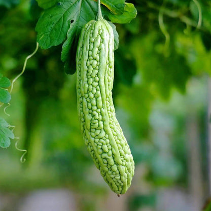 Ampalaya Seeds - Heirloom Vegetable Plant for Home Gardens