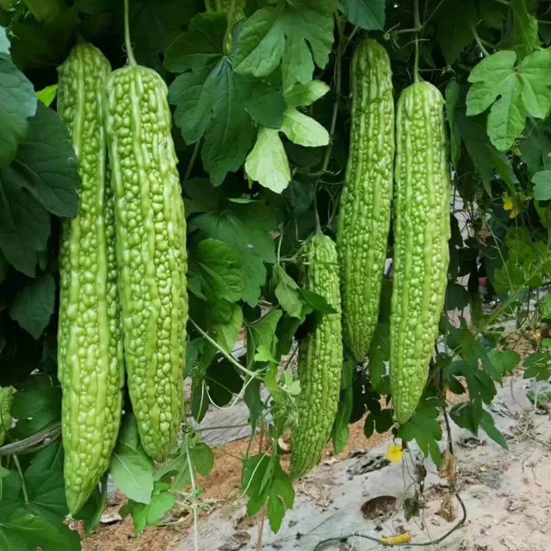 Ampalaya Seeds - Heirloom Vegetable Plant for Home Gardens