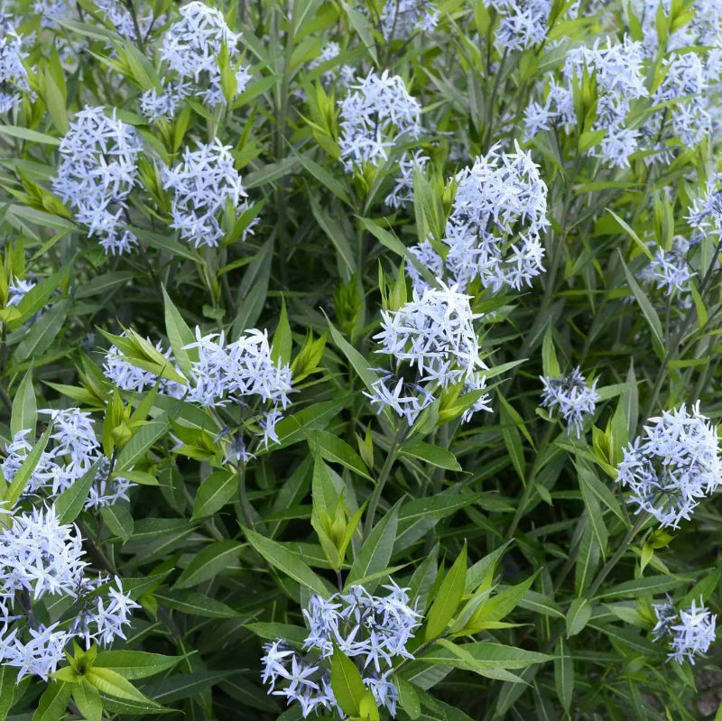 Amsonia Seeds - Heirloom Flower Plant for Home Gardens