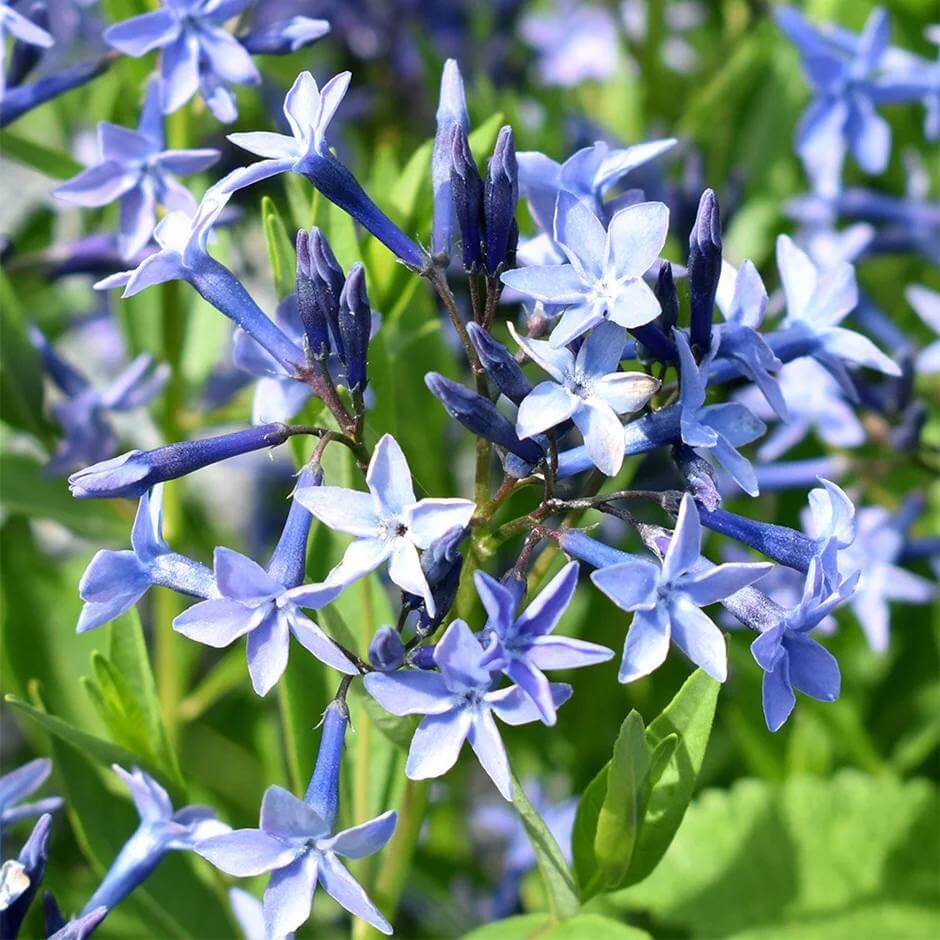 Amsonia Seeds - Heirloom Flower Plant for Home Gardens