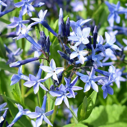 Amsonia Seeds - Heirloom Flower Plant for Home Gardens