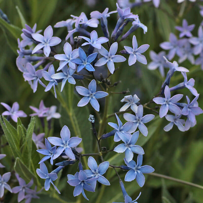 Amsonia Seeds - Heirloom Flower Plant for Home Gardens
