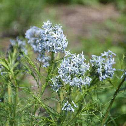 Amsonia Seeds - Heirloom Flower Plant for Home Gardens
