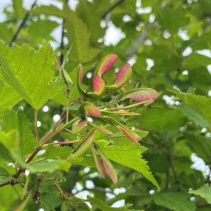 Amur Maple Seeds - Ornamental Maple Tree Seeds for Home Gardens
