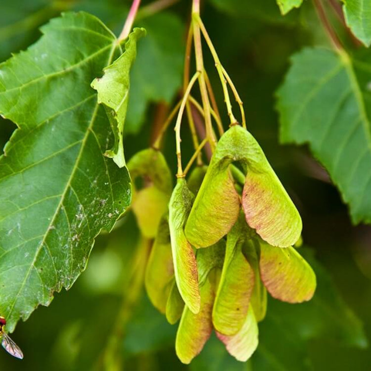 Amur Maple Seeds - Ornamental Maple Tree Seeds for Home Gardens
