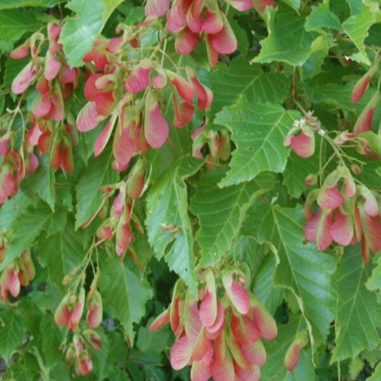 Amur Maple Seeds - Ornamental Maple Tree Seeds for Home Gardens
