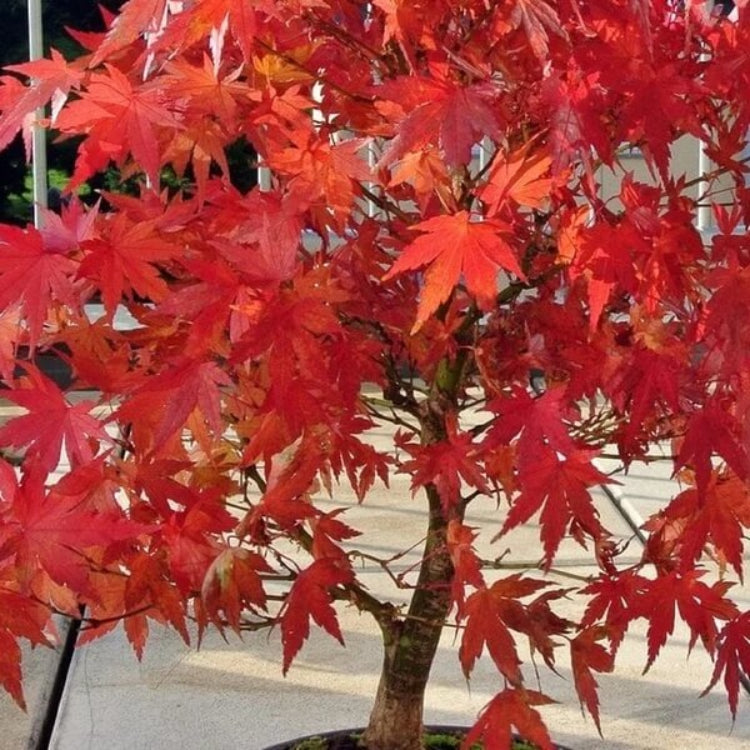 Amur Maple Seeds - Ornamental Maple Tree Seeds for Home Gardens