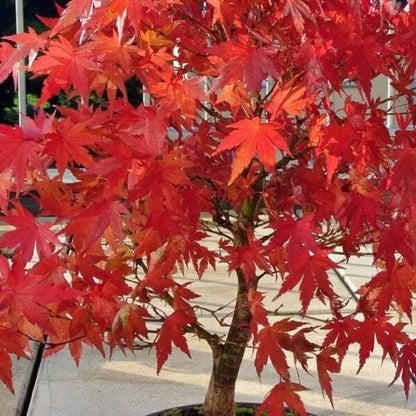 Amur Maple Seeds - Ornamental Maple Tree Seeds for Home Gardens