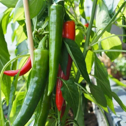 Anaheim Pepper Seeds  - Vegetable Plant 
