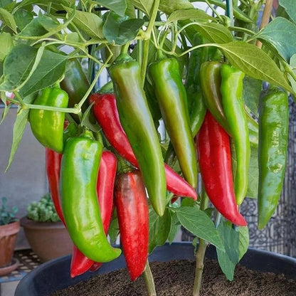 Anaheim Pepper Seeds  - Vegetable Plant 