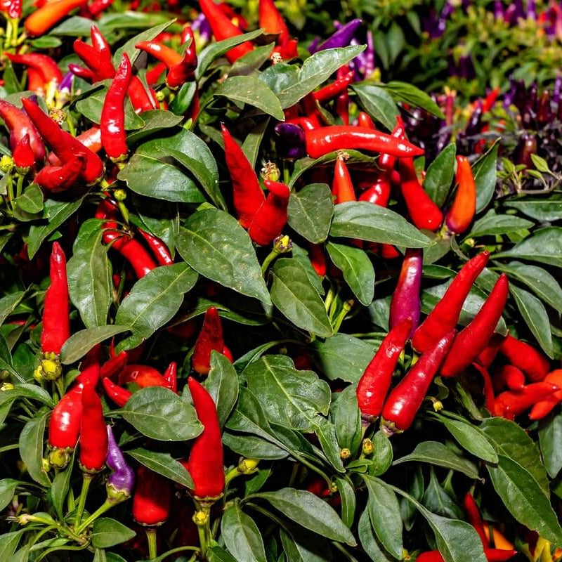 Anaheim chili pepper seeds - Vegetable Plant
