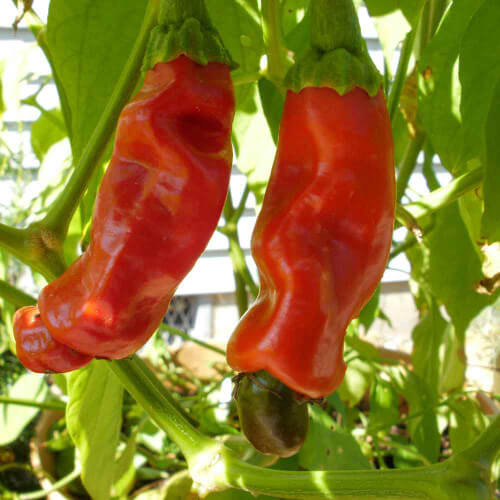 Anaheim chili pepper seeds - Vegetable Plant