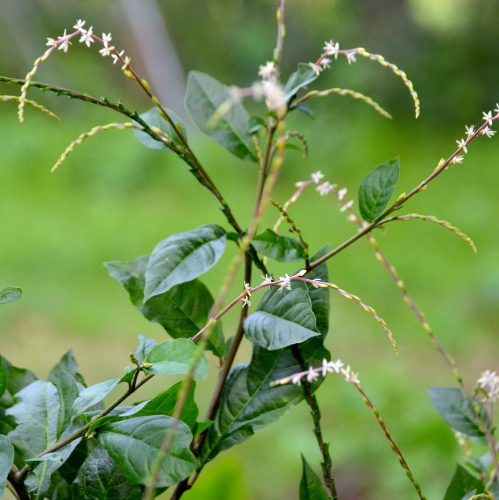Anamu Seeds 