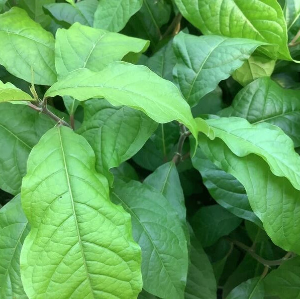 Anamu Seeds 