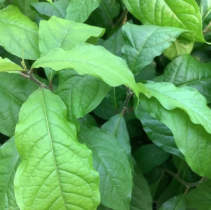Anamu Seeds 