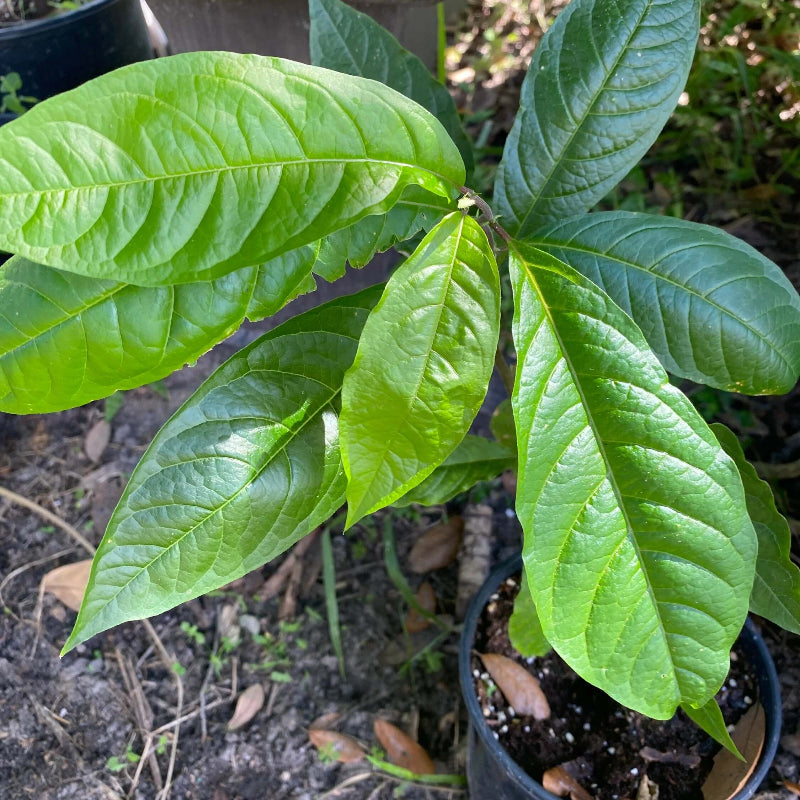 Anamu Seeds 