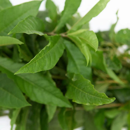 Anamu Seeds 
