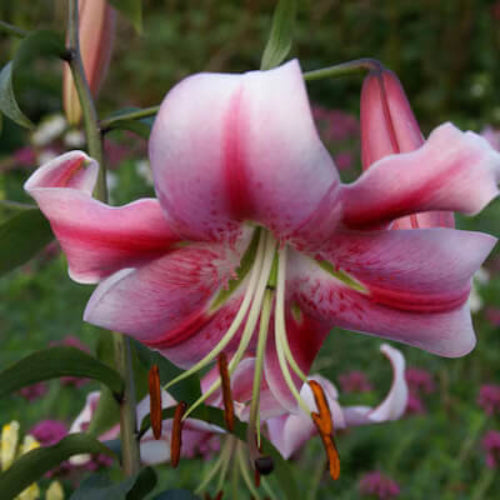 Anastasia Lily Seeds - Flower Plant