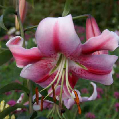 Anastasia Lily Seeds - Flower Plant