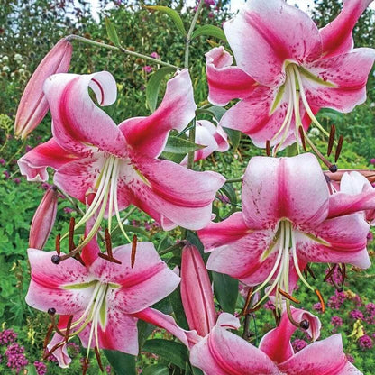 Anastasia Lily Seeds - Flower Plant