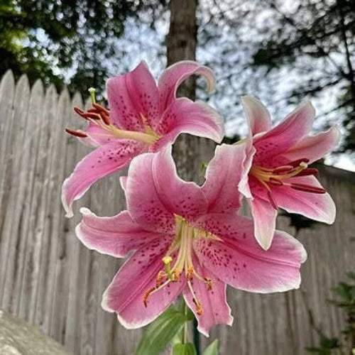 Anastasia Lily Seeds - Flower Plant