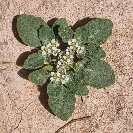 Anastatica Hierochuntica Seeds 