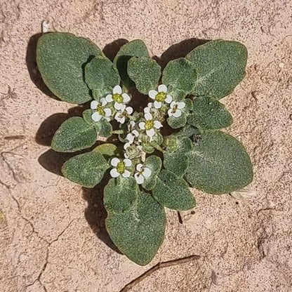 Anastatica Hierochuntica Seeds 