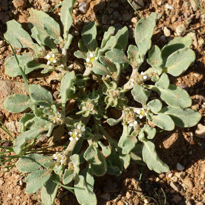 Anastatica Hierochuntica Seeds 