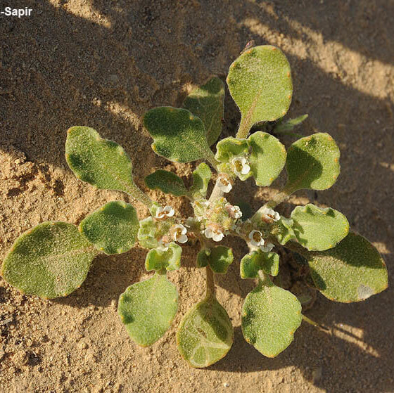 Anastatica Hierochuntica Seeds 