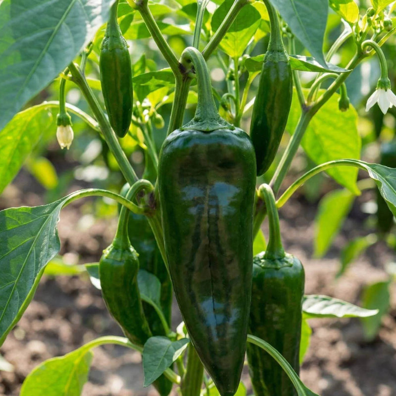 Ancho Pepper Seeds - Heirloom Vegetable Plant for Home Gardens