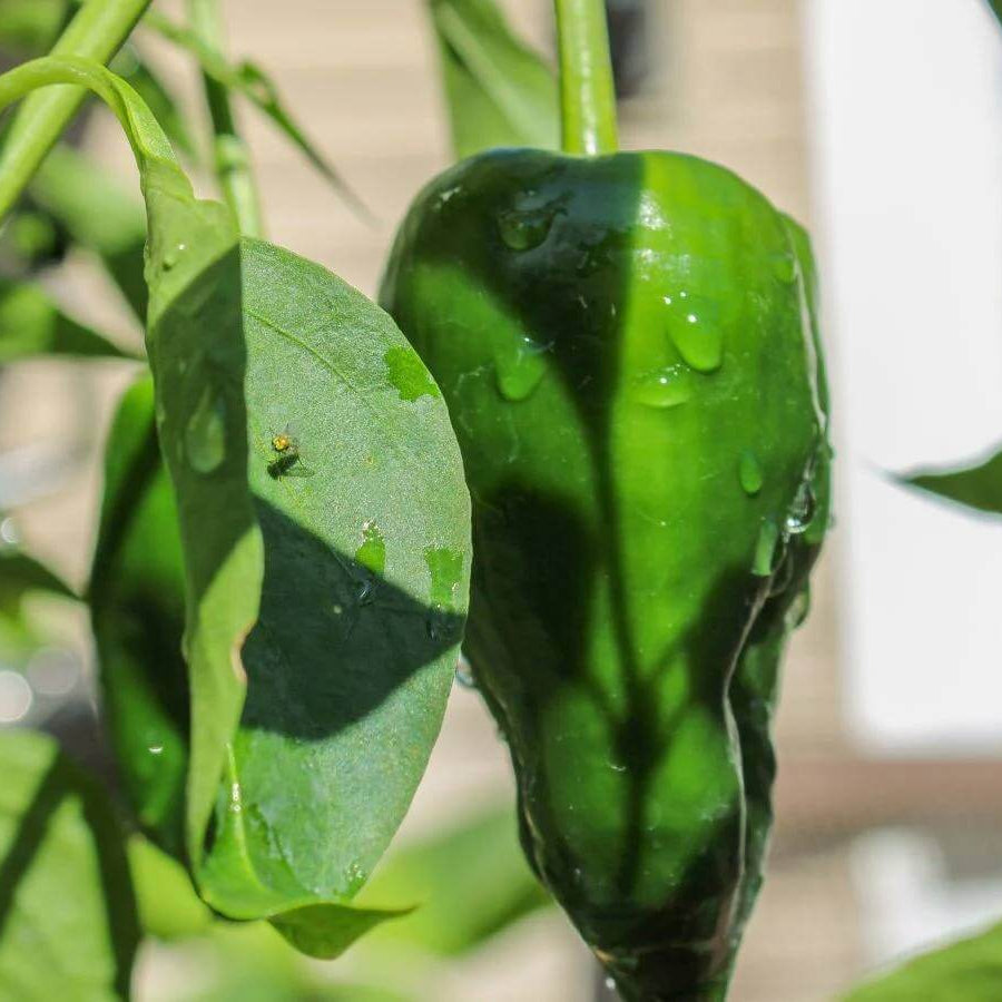 Ancho Pepper Seeds - Heirloom Vegetable Plant for Home Gardens