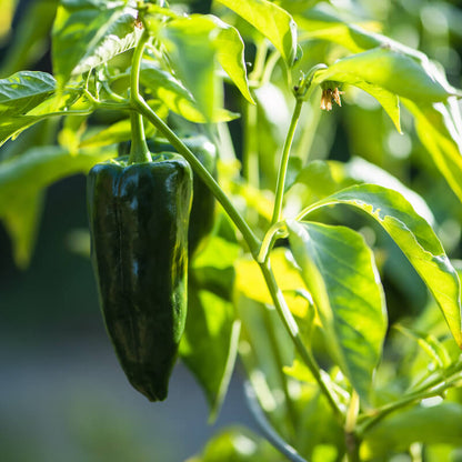 Ancho Pepper Seeds - Heirloom Vegetable Plant for Home Gardens