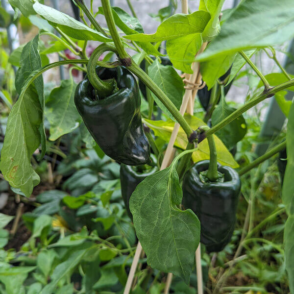 Ancho Pepper Seeds - Heirloom Vegetable Plant for Home Gardens