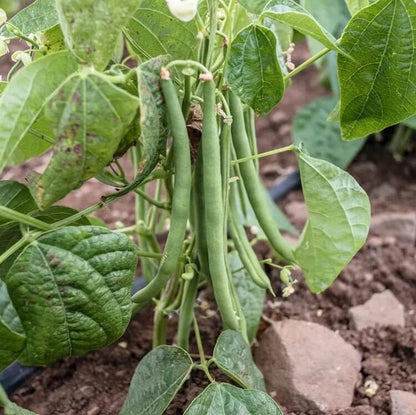 Ancient Native Beans seeds
