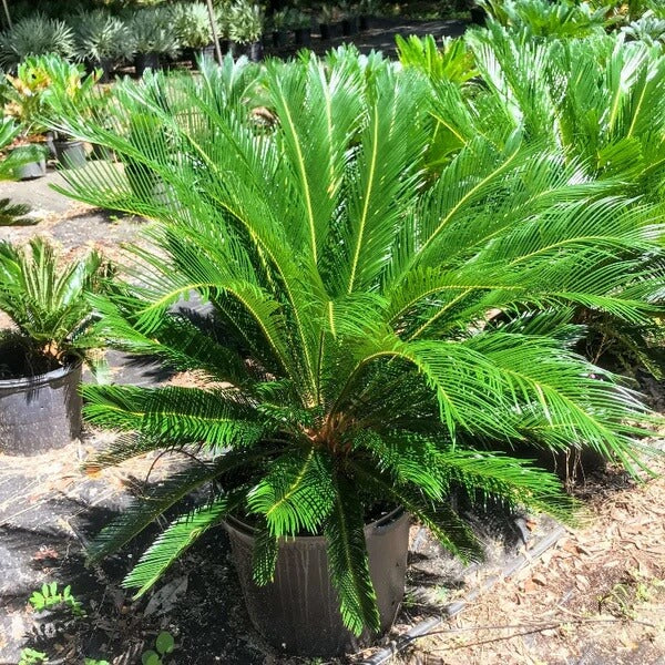 Ancient Palm Seeds 