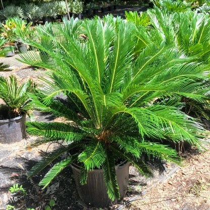 Ancient Palm Seeds 
