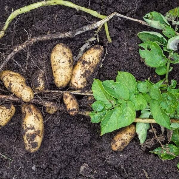 Andean Root Seeds