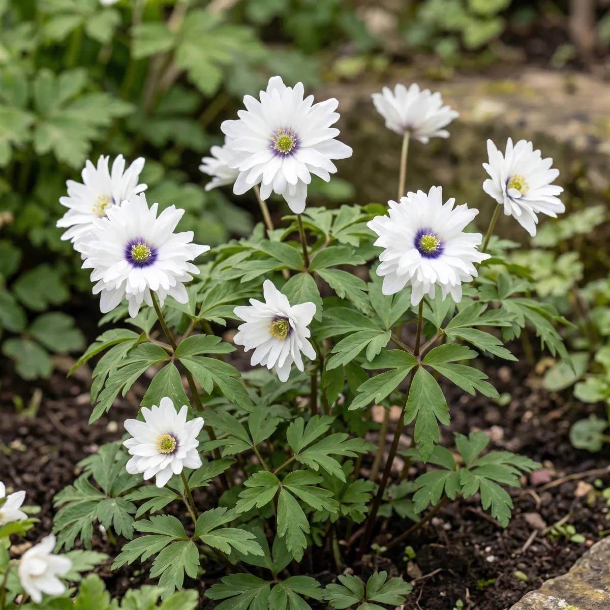 Anemone Nemorosa Seeds - Heirloom Flower Plant for Home Gardens