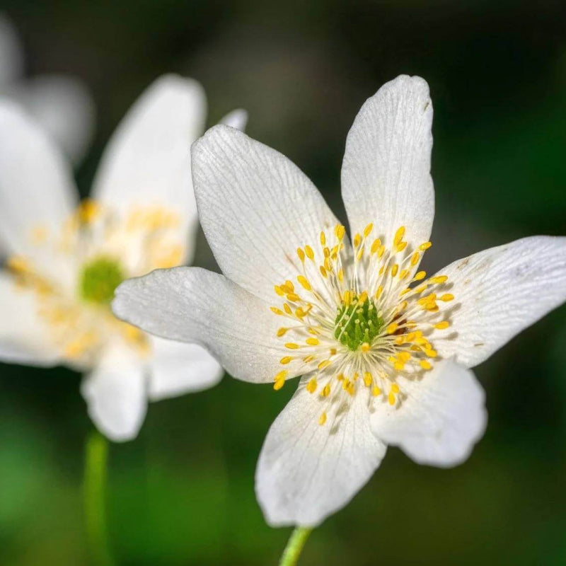 Anemone Nemorosa Seeds - Heirloom Flower Plant for Home Gardens