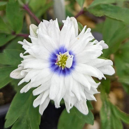 Anemone Nemorosa Seeds - Heirloom Flower Plant for Home Gardens