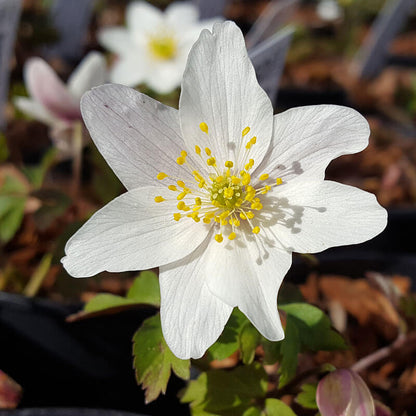 Anemone Nemorosa Seeds - Heirloom Flower Plant for Home Gardens