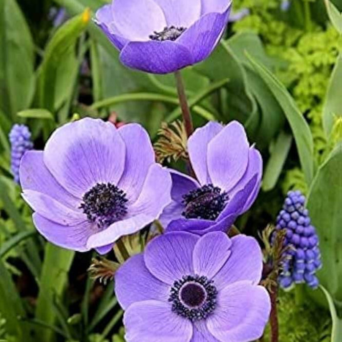 Anemone Seeds - Flower Plant for Home Gardens