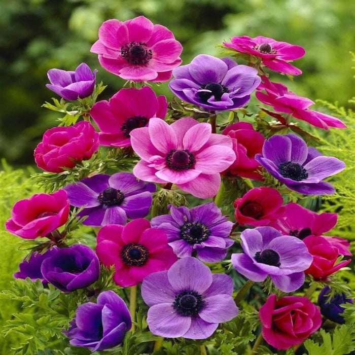 Anemone Seeds - Flower Plant for Home Gardens