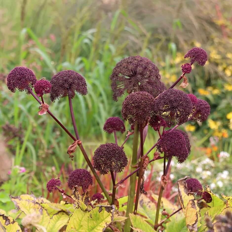 Angelica Gigas Seeds - Heirloom Flower Plant for Home Gardens 
