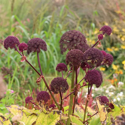 Angelica Gigas Seeds - Heirloom Flower Plant for Home Gardens 