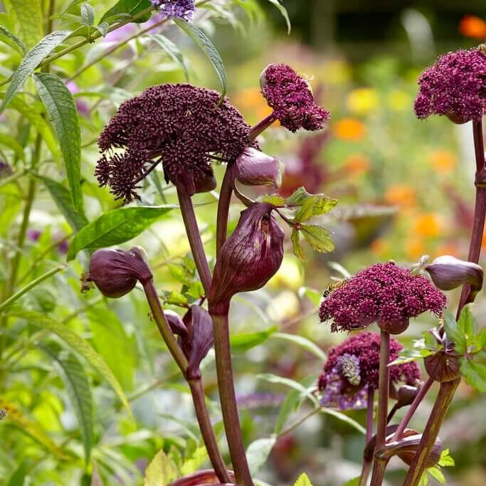 Angelica Gigas Seeds - Heirloom Flower Plant for Home Gardens 