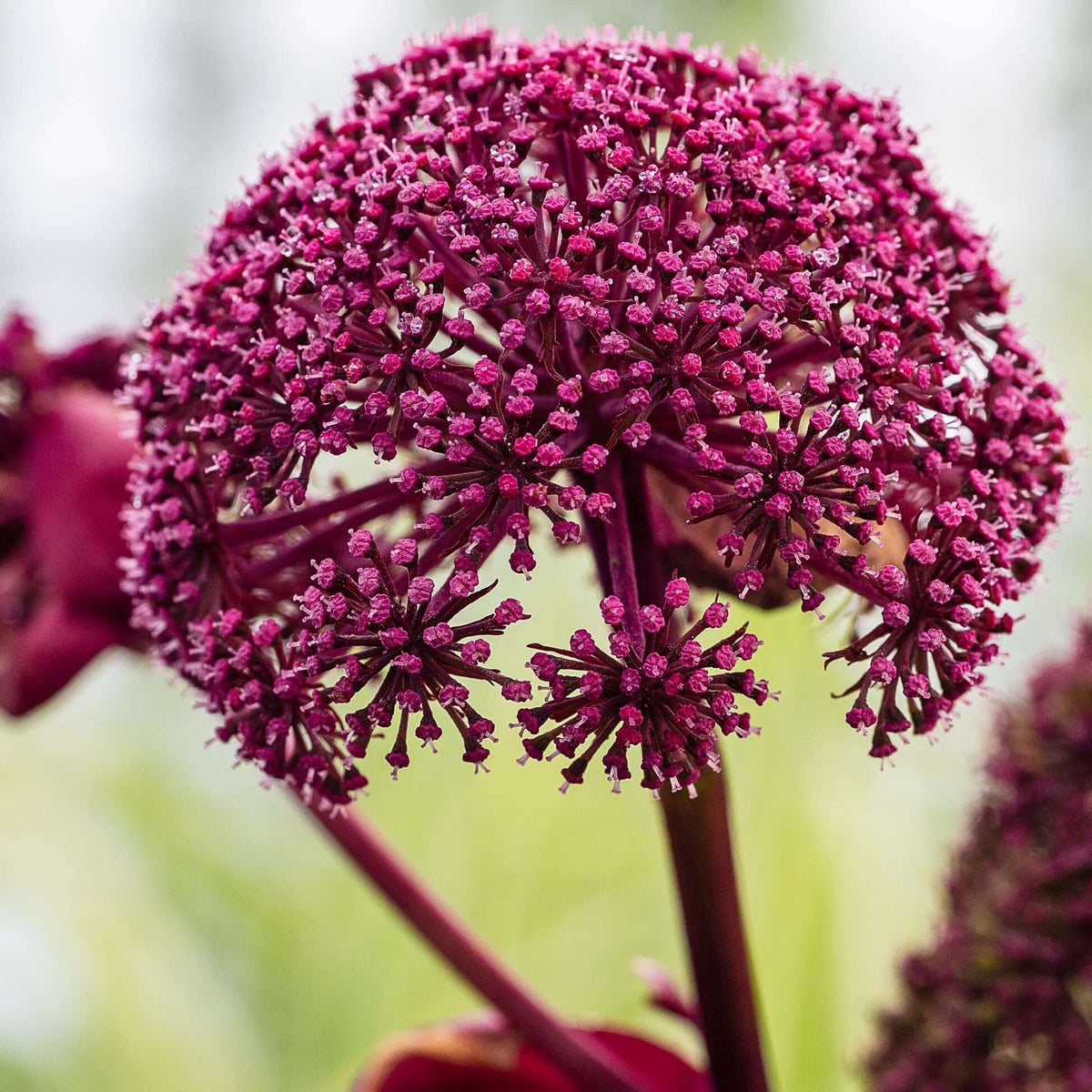 Angelica Gigas Seeds - Heirloom Flower Plant for Home Gardens 