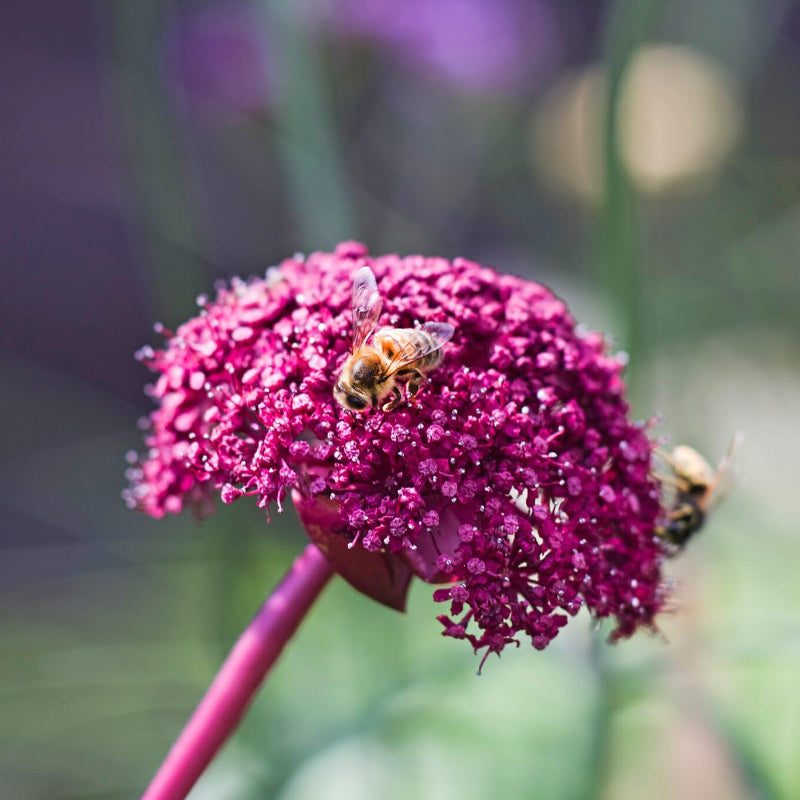 Angelica Gigas Seeds - Heirloom Flower Plant for Home Gardens 